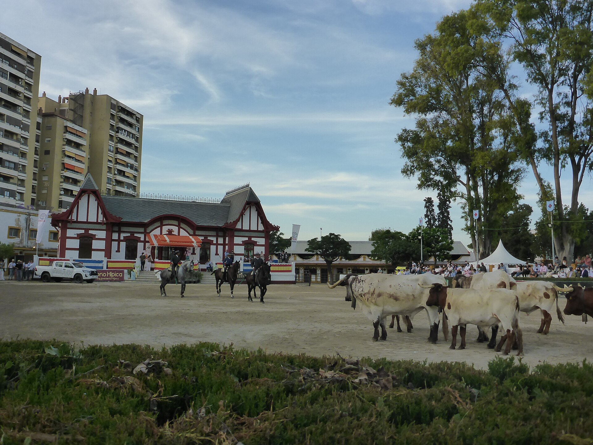 Caballos en Jerez de la Frontera